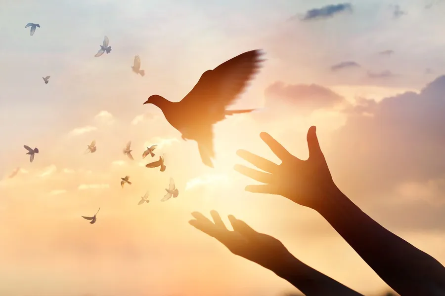 Hands reaching upward with a dove flying between them at sunset