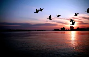 Geese flying over calm water at sunset