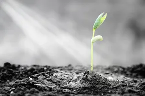 Green sprout emerging from dark soil